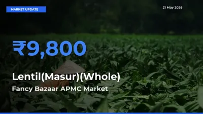 Top Performer! Fancy Bazaar APMC Offers Best Lentil(Masur)(Whole) Price Today