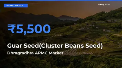 Dhragradhra APMC Leads as Top Mandi for Guar Seed(Cluster Beans Seed) Prices