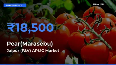 Top Performer! Jaipur (F&V) APMC Offers Best Pear(Marasebu) Price Today