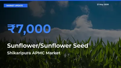Shikaripura APMC Offers ₹7,000 – Highest Sunflower/Sunflower Seed Rate Today