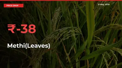 Sudden Shock! Methi(Leaves) Drops 38.24% in 24 Hours at Top Mandis