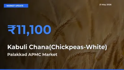 Palakkad APMC Emerges as Top Mandi for Kabuli Chana(Chickpeas-White) Prices Today