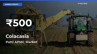 Sharp Fall! Colacasia Prices Drop to 30-Day Low in Patti APMC