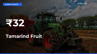 Tamarind Fruit Prices Gain Momentum Across 32+ Mandis – Market Trend Strengthens