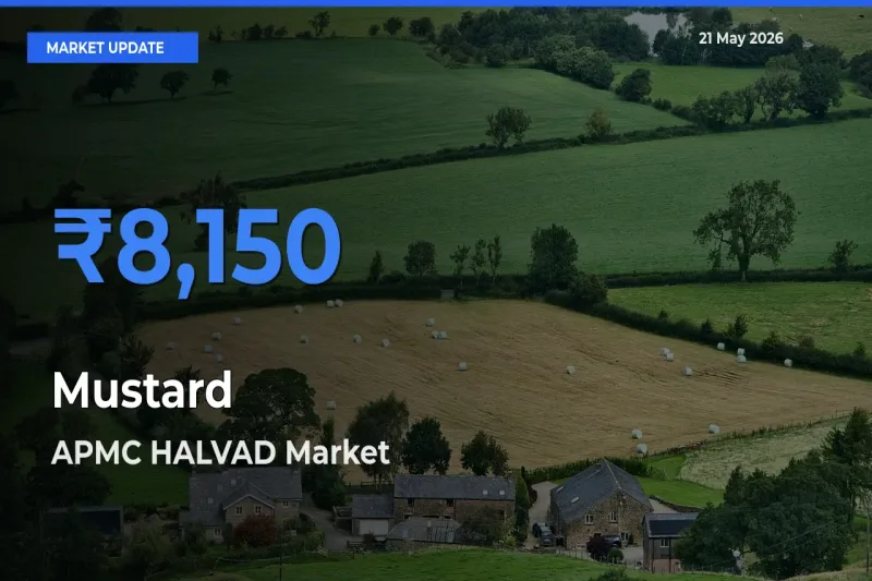 Market Watch: APMC HALVAD Becomes Top Mandi for Mustard