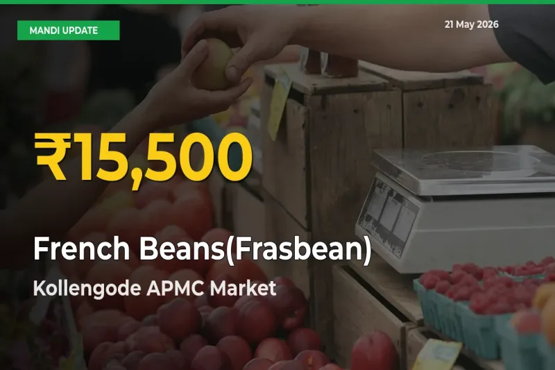 French Beans(Frasbean) Price Hits New High in Kollengode APMC Today – Check Latest Mandi Rates