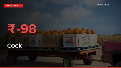 Cock Falls 97.82% at Mandis
