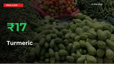 Sudden 16.76% Rally in Turmeric Prices Across Mandis
