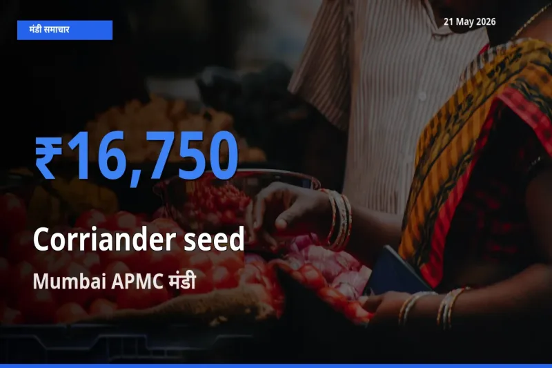 बाज़ार संकेत: Mumbai APMC बना साबुत धनिया के लिए आज की टॉप मंडी