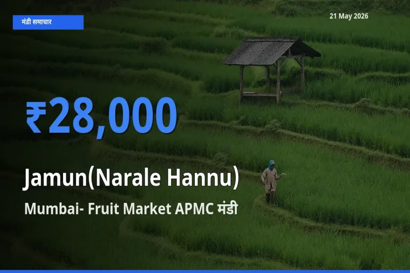 आज का मंडी भाव: जामुन (नाराले हन्नू) के सबसे ज़्यादा दाम Mumbai- Fruit Market APMC में