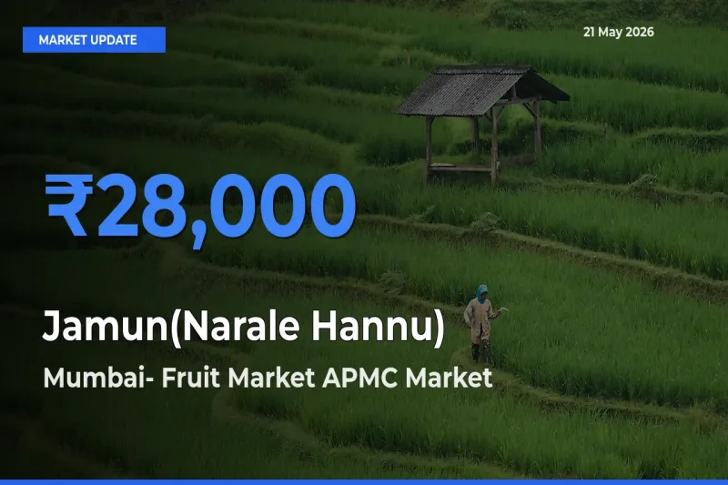 Top Performer! Mumbai- Fruit Market APMC Offers Best Jamun(Narale Hannu) Price Today