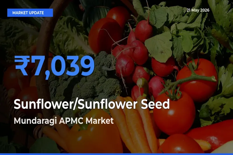 Mundaragi APMC Tops Sunflower/Sunflower Seed Mandi Rates Today