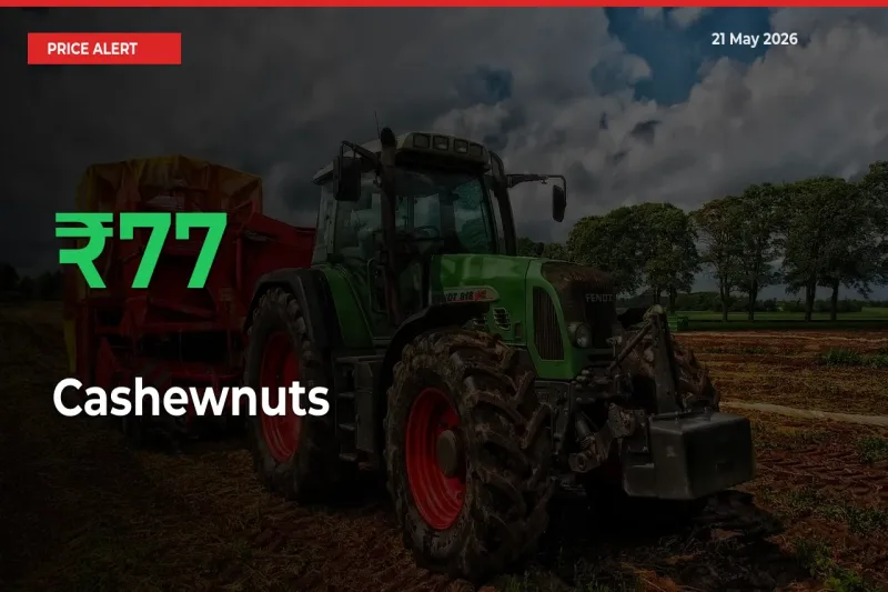77.15% Spike in Cashewnuts Prices – Mandi Sees Sudden Rally