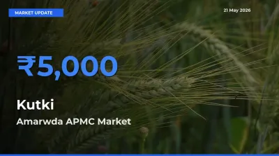 Kutki Mandi Rate Today: Amarwda APMC Tops the List