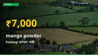 अमचूर पाउडर के दामों ने बनाया नया रिकॉर्ड, Katangi APMC में तेज़ी