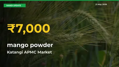 mango powder Hits Fresh High in Katangi APMC Today