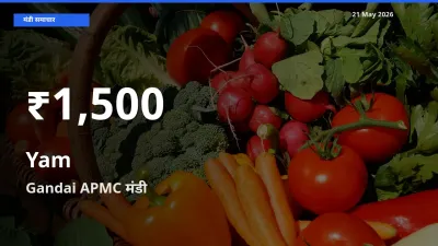 Gandai APMC में रतालू ₹1,500 पर गिरा – 30 दिन का न्यूनतम भाव