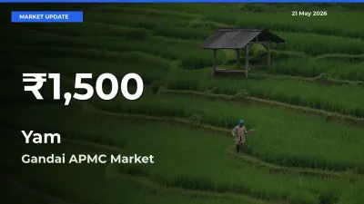 Yam Hits 30-Day Low in Gandai APMC