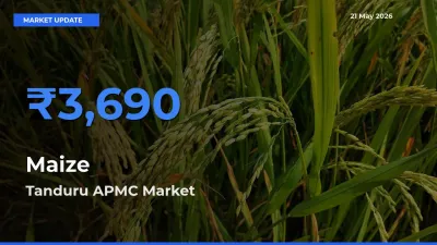 Farmers Prefer Tanduru APMC as Maize Hits Highest Rate