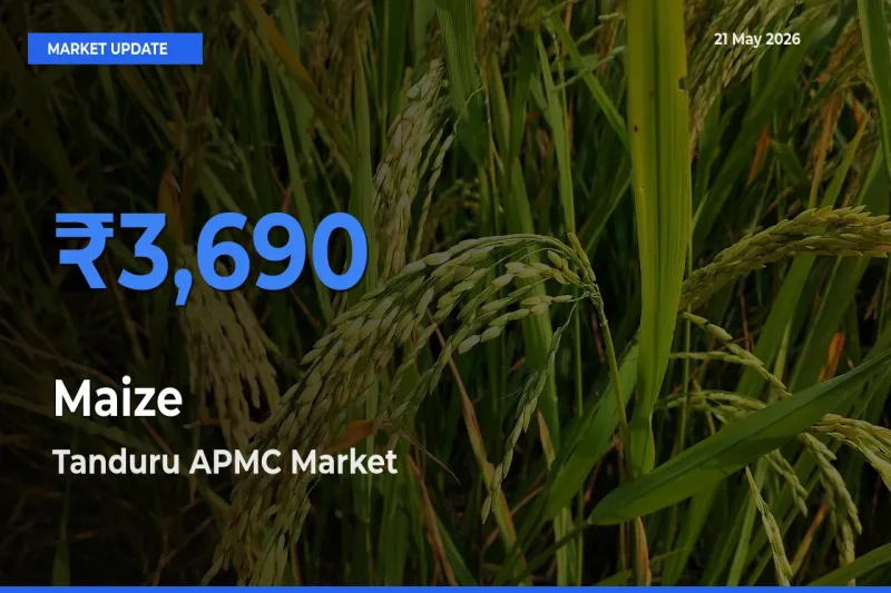 Farmers Prefer Tanduru APMC as Maize Hits Highest Rate