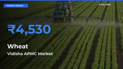 Vidisha APMC Records Highest ₹4,530 Rate for Wheat