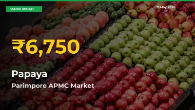 Farmers Benefit as Papaya Rate Touches New High in Parimpore APMC