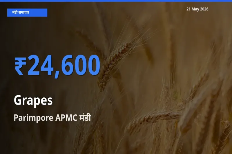 बाज़ार संकेत: Parimpore APMC बना अंगूर के लिए आज की टॉप मंडी