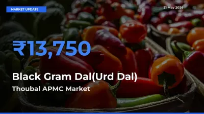 Thoubal APMC Tops Black Gram Dal(Urd Dal) Mandi Rates Today