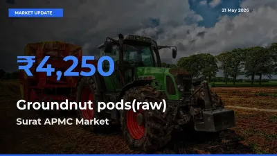 Top Performer! Surat APMC Offers Best Groundnut pods(raw) Price Today