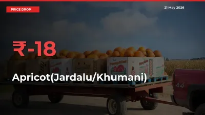 Apricot(Jardalu/Khumani) Prices Drop 18% in 24 Hours at Major Mandis