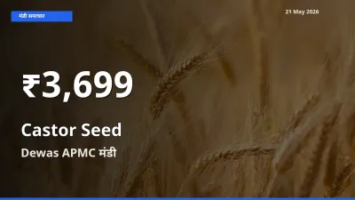 Dewas APMC में अरंडी का बीज ₹3,699 पर गिरा – 30 दिन का न्यूनतम भाव