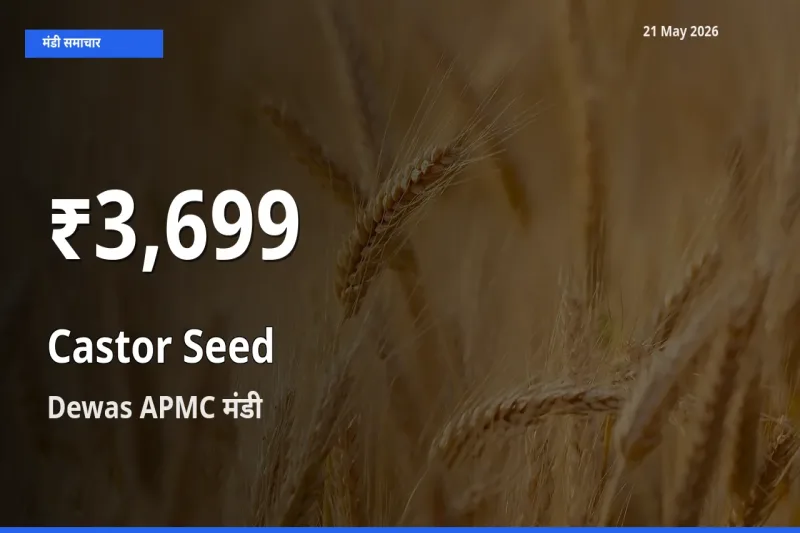 Dewas APMC में अरंडी का बीज ₹3,699 पर गिरा – 30 दिन का न्यूनतम भाव