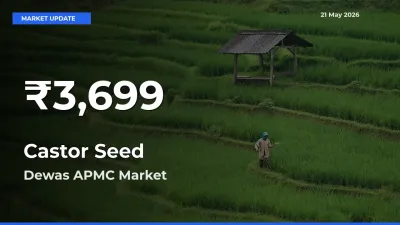 Farmers Concerned as Castor Seed Hits 30-Day Low in Dewas APMC