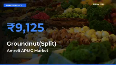 Amreli APMC Leads as Top Mandi for Groundnut(Split) Prices