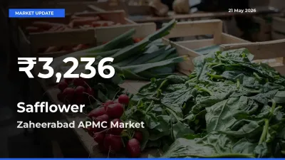 Safflower Mandi Rate Today: 30-Day Low Recorded in Zaheerabad APMC