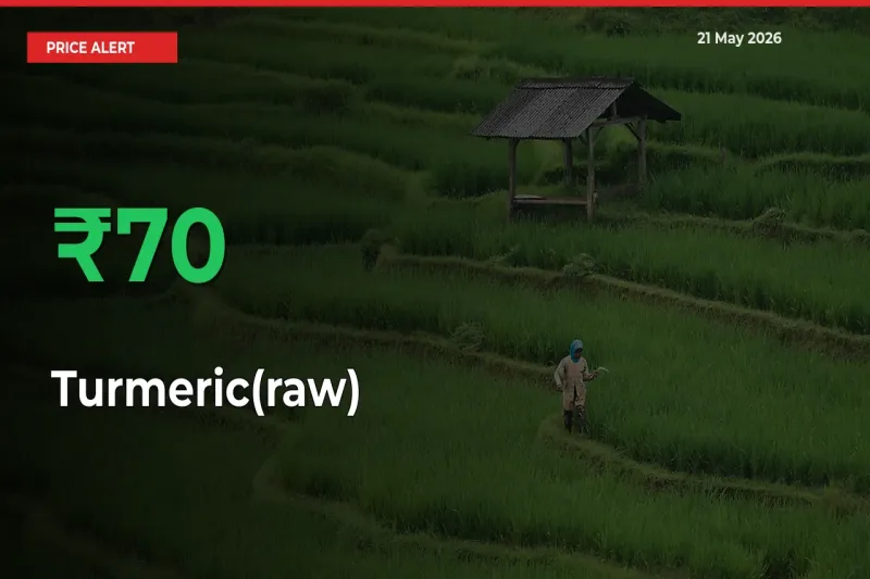 Big Rally! Turmeric(raw) Climbs 70.27% in 24 Hours at Top Mandis