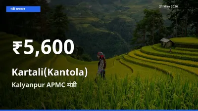 तेज़ गिरावट! Kalyanpur APMC में कंटोला के दाम 30 दिन के निचले स्तर पर