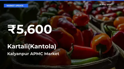 Kartali(Kantola) Prices Touch 30-Day Low in Kalyanpur APMC – May 21 Update