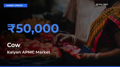 Cow Mandi Rate Today: Kalyan APMC Tops the List