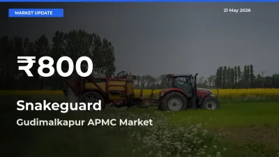 Farmers Concerned as Snakeguard Hits 30-Day Low in Gudimalkapur APMC