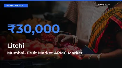 Mumbai- Fruit Market APMC Leads as Top Mandi for Litchi Prices