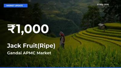 Big Drop! Jack Fruit(Ripe) Slides to 30-Day Low at Gandai APMC