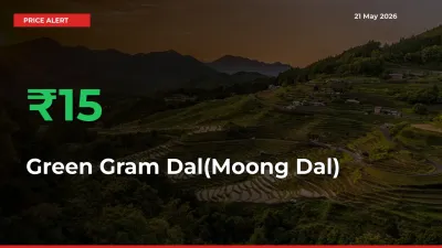 15.42% Spike in Green Gram Dal(Moong Dal) Prices – Mandi Sees Sudden Rally
