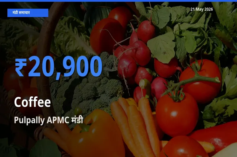 Pulpally APMC में कॉफी का आज सबसे ऊँचा भाव