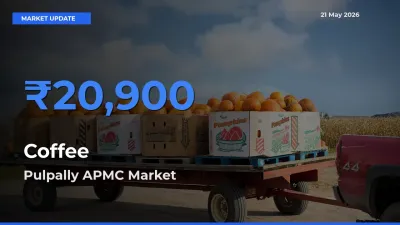 Pulpally APMC Leads as Top Mandi for Coffee Prices