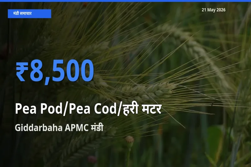 Giddarbaha APMC मंडी में मटर की फली ₹8,500 पर पहुँचा – आज का सर्वोच्च भाव