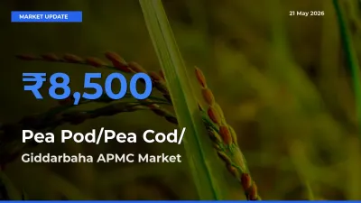 Pea Pod/Pea Cod/हरी मटर Mandi Rate Today: Giddarbaha APMC Tops the List