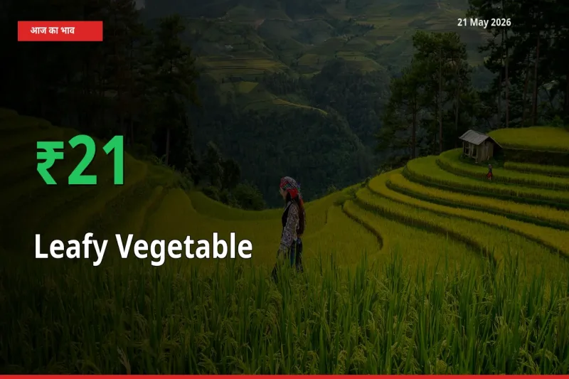 किसानों के लिए खुशखबरी! स्थानीय मंडी में पत्तेदार सब्जी 21.05% उछला