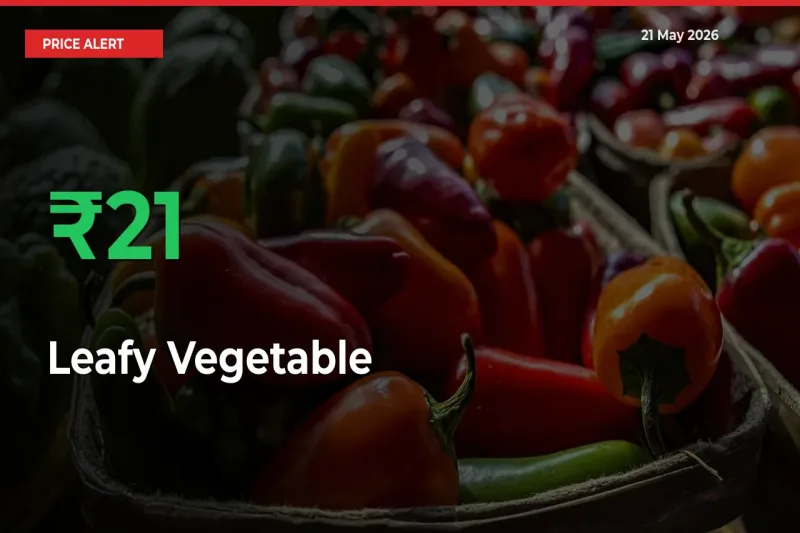 Sharp Jump! Leafy Vegetable Prices Climb 21.05% in 24 Hours at Key Mandis