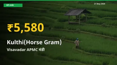 रिकॉर्ड तेज़ी! Visavadar APMC में कुल्थी ₹5,580 पर पहुँचा